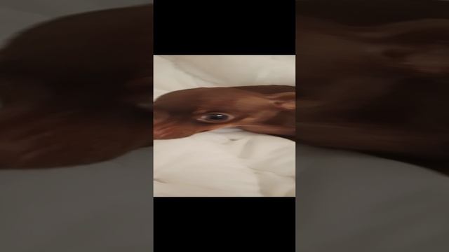 Тузик смотреть онлайн