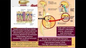 Лекция 11. Мозг и алкоголь. Курс_ Химия мозга.