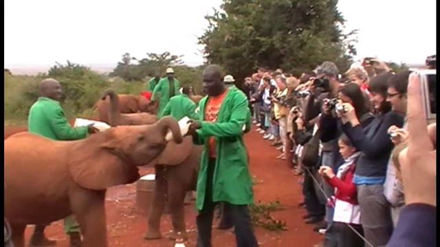 Baby Elephants Feeding Time at The David Sheldrick Wildlife Trust смотреть онлайн