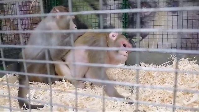 обезьяны.mp4 смотреть онлайн