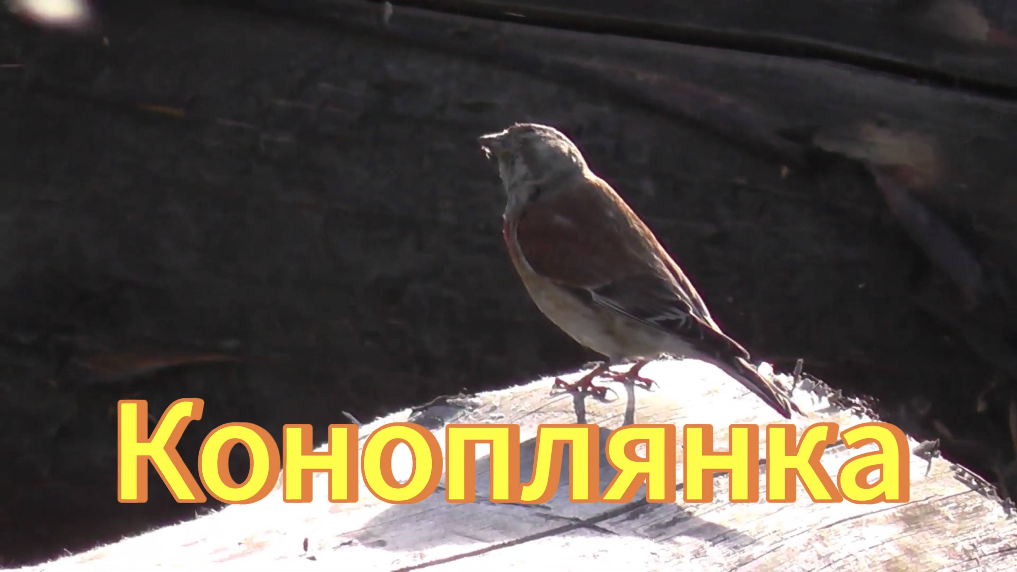 Коноплянка(реполов) клюёт семечки. Голос коноплянки. Птицы Новосибирской области. смотреть онлайн