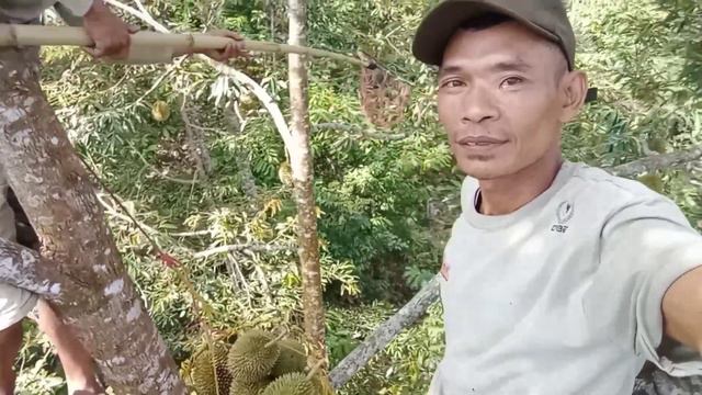 how to climb a durian tree. cara panjat pohon durian yg sangat tinggi #panjatpohondurian смотреть онлайн
