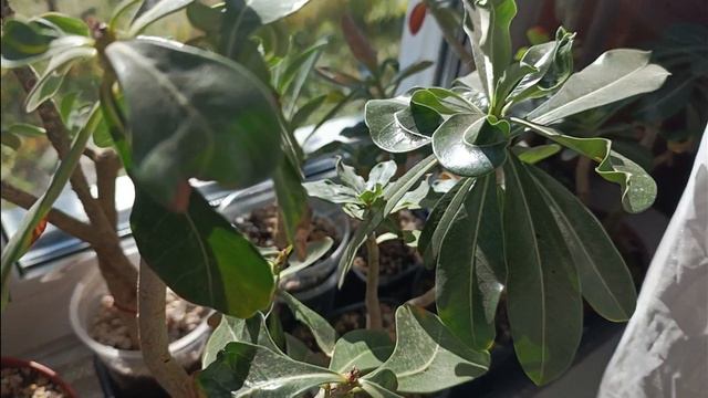 Занесла цветы домой🌺 засушила букет гортензии, результат😊 ваза своими руками🤗 смотреть онлайн