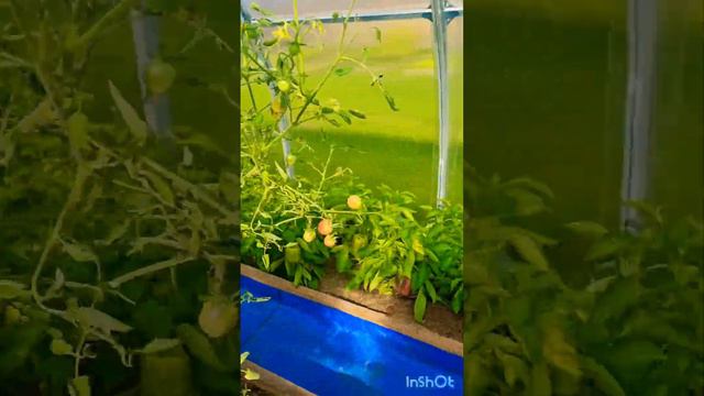 Какие дела в теплице 9 августа 2024 г #теплица, #помидоры #перец #огурцы #огород #дача