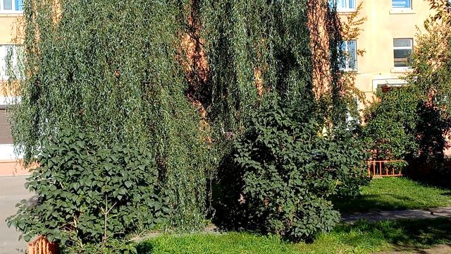 ЧЕМ ЗАНЯТЬСЯ В СУББОТУ? смотреть онлайн