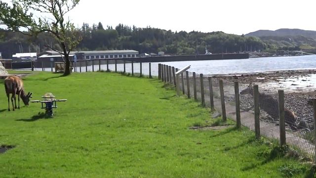 Lochinver Deer смотреть онлайн