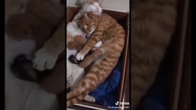 kaķu ģimenīte смотреть онлайн