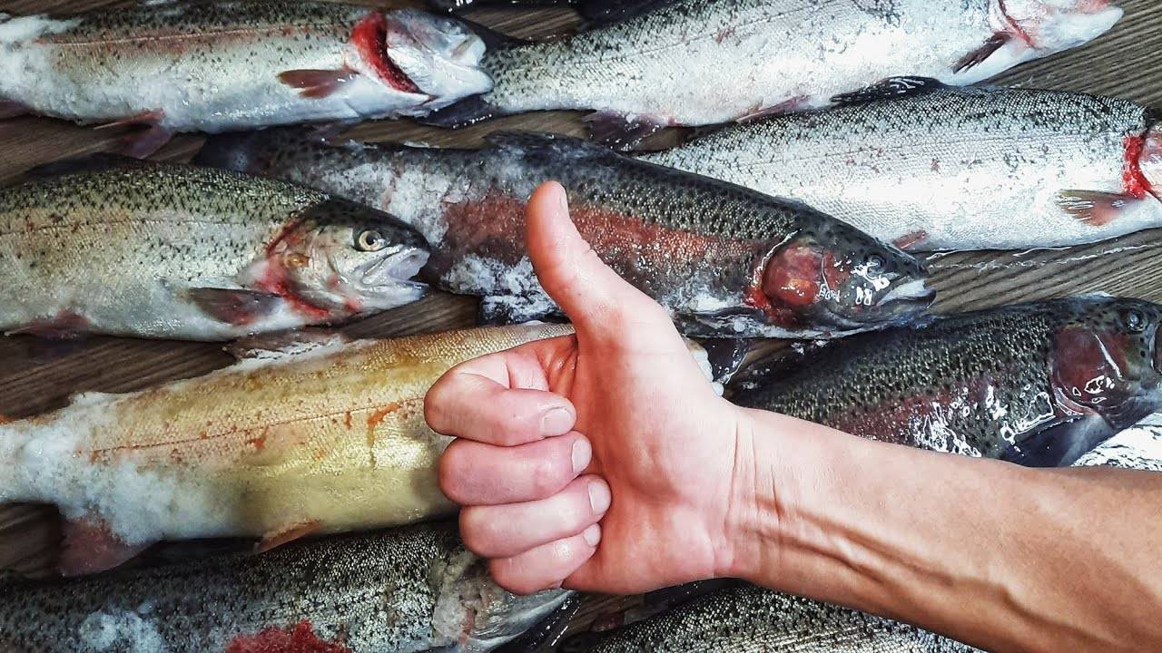 Ловля форели на спиннинг зимой. Платник в Селятино - Пионерский пруд. смотреть онлайн