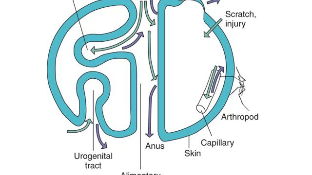 Mechanisms of bacterial pathogenesis смотреть онлайн