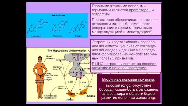 Лекция 12. Мозг и гормоны, мозг и цитокины. Курс_ Химия мозга. смотреть онлайн