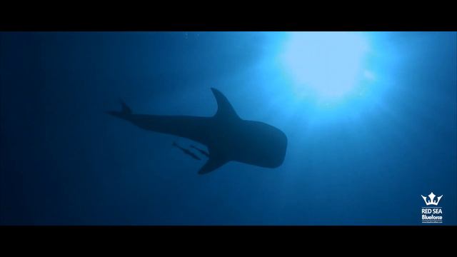 Mar Rojo 2019 - Egipto - Pecios y Arrecifes segundo grupo del 19 al 26 octubre de 2019 смотреть онлайн