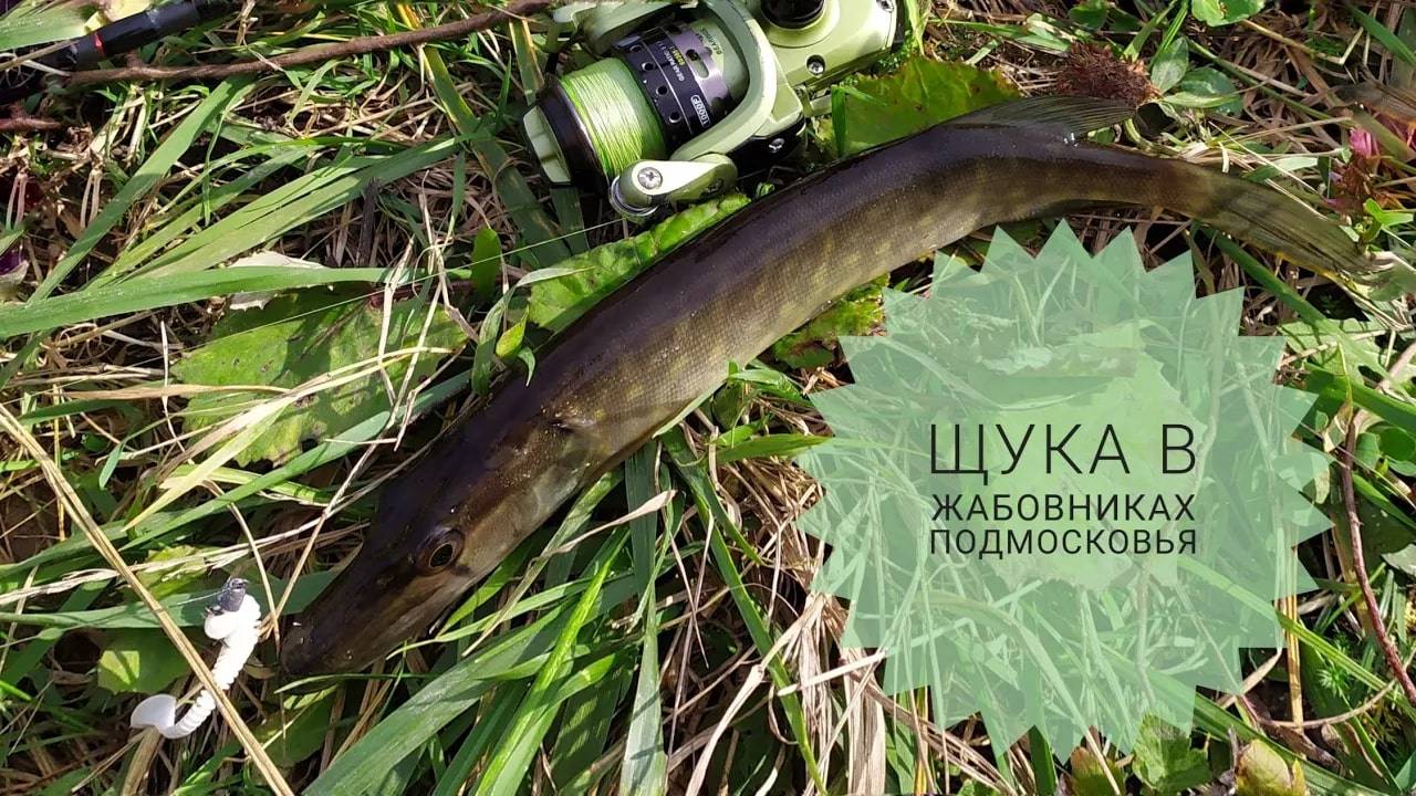 Ловля щуки в жабовниках Подмосковья. Рыбалка. смотреть онлайн