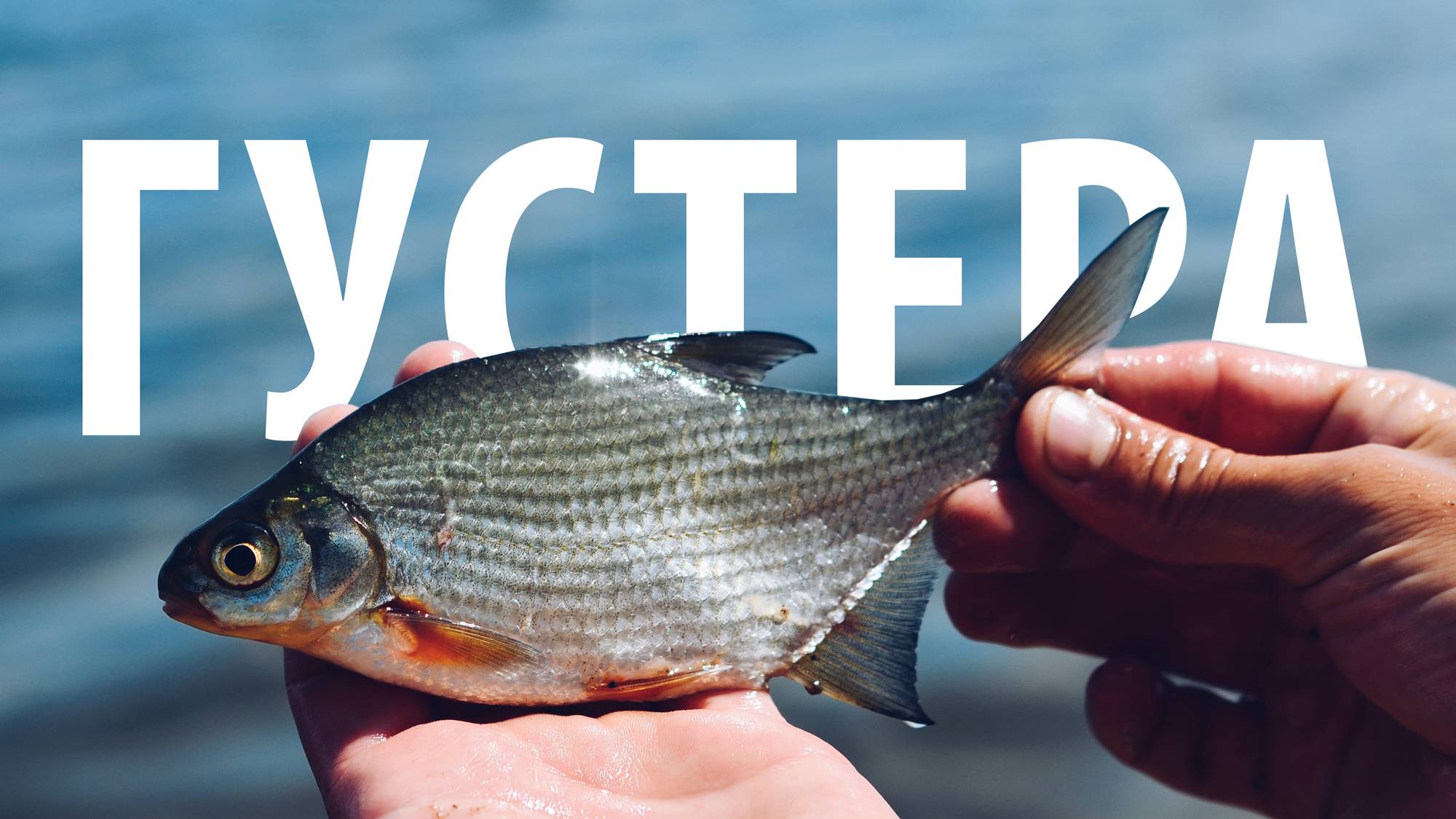 Густера, лещ, подлещик. Рыбалка на Рузском водохранилище. Часть 2. смотреть онлайн