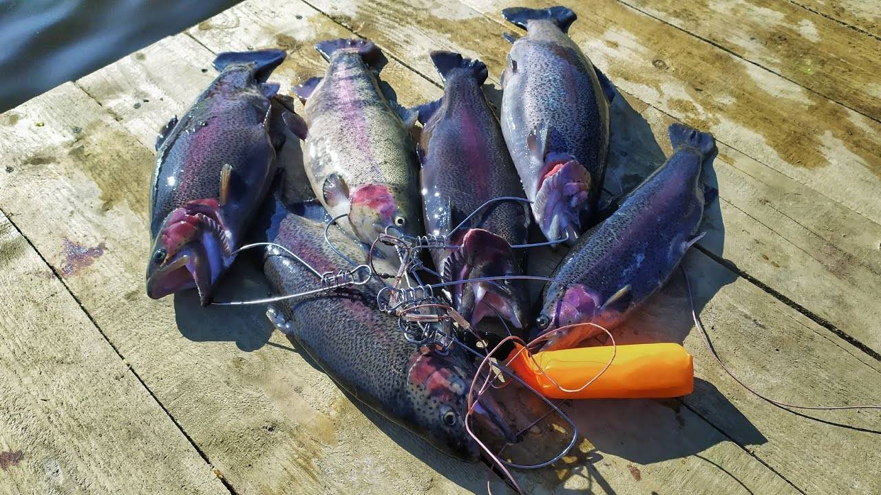 Форелевый котел найден! Рыбалка на платном пруду в Подмосковье. смотреть онлайн