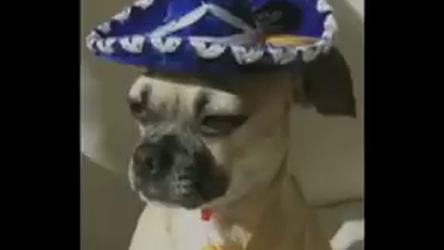Dick Dale Mexico смотреть онлайн