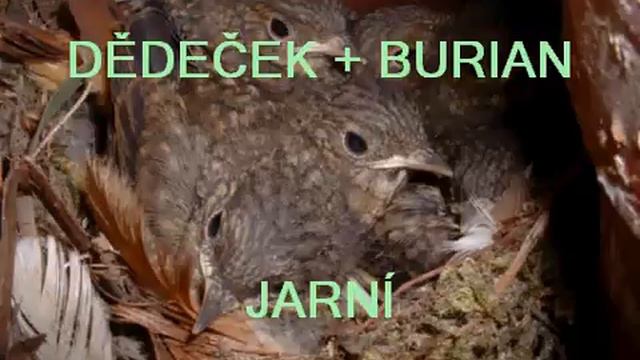 JIRKA DĚDEČEK, JAN BURIAN JARNÍ смотреть онлайн