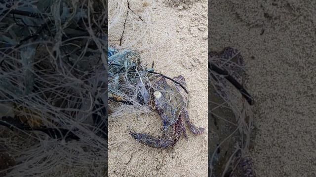 Большие Крабы пляж Патонг. Таиланд 2024 за 50 тысяч рублей с перелетом. Остров Пхукет@tutsi-dieti смотреть онлайн