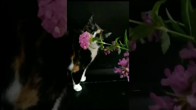 Ценительница прекрасного смотреть онлайн