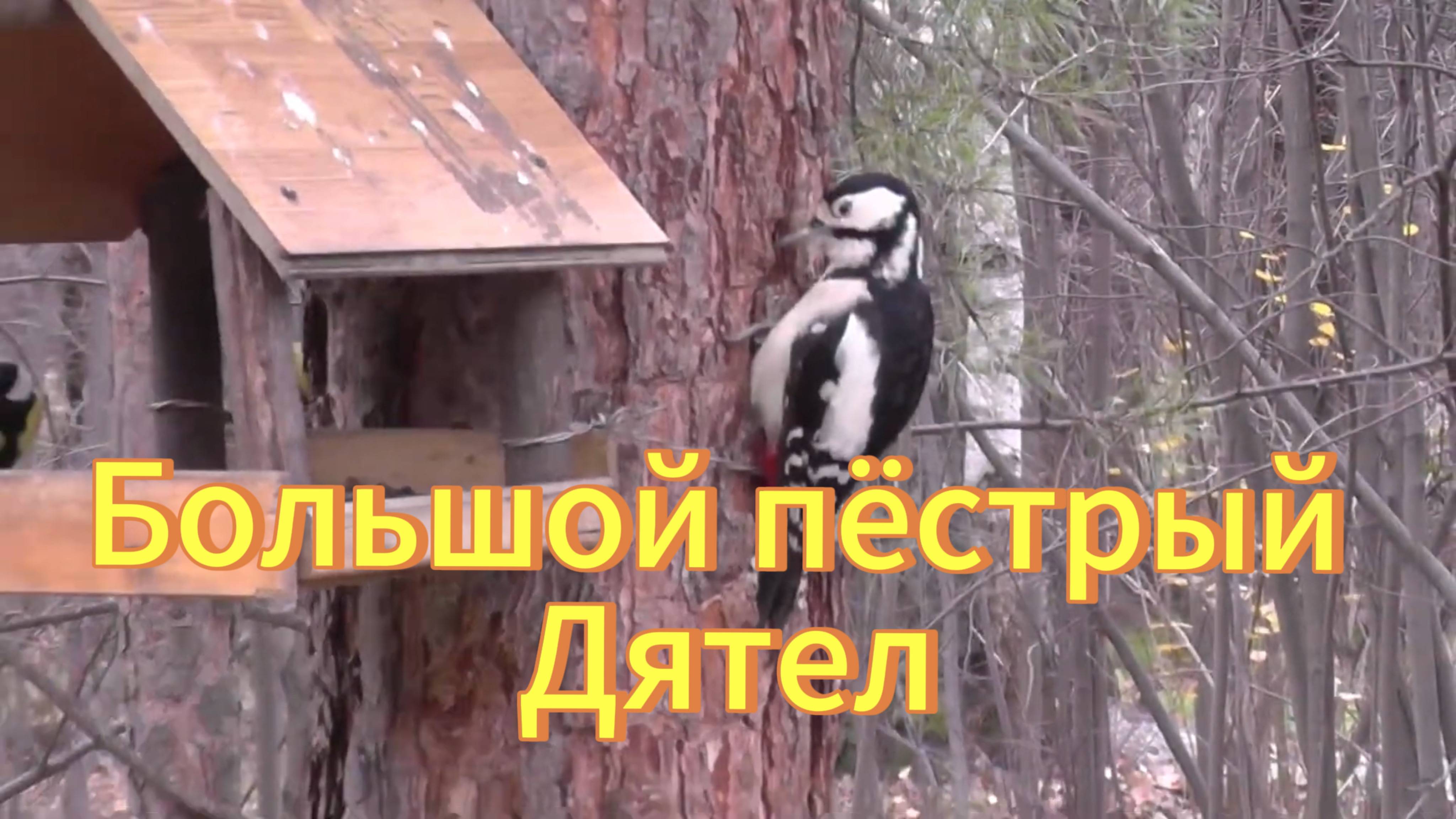 Запасливый дятел. Дятел ворует семечки из кормушки у синиц и прячет их под кору. Птицы Сибири. смотреть онлайн