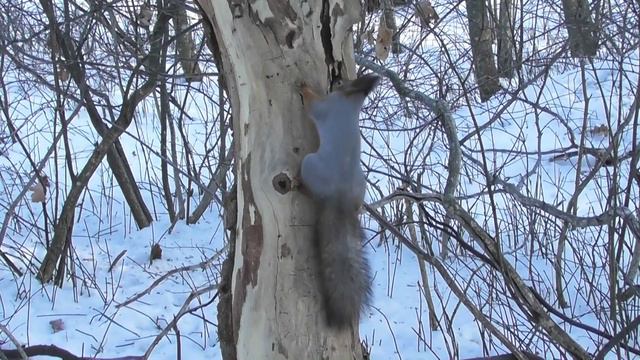 Кормушка для белки ( Sciurus vulgaris ) смотреть онлайн