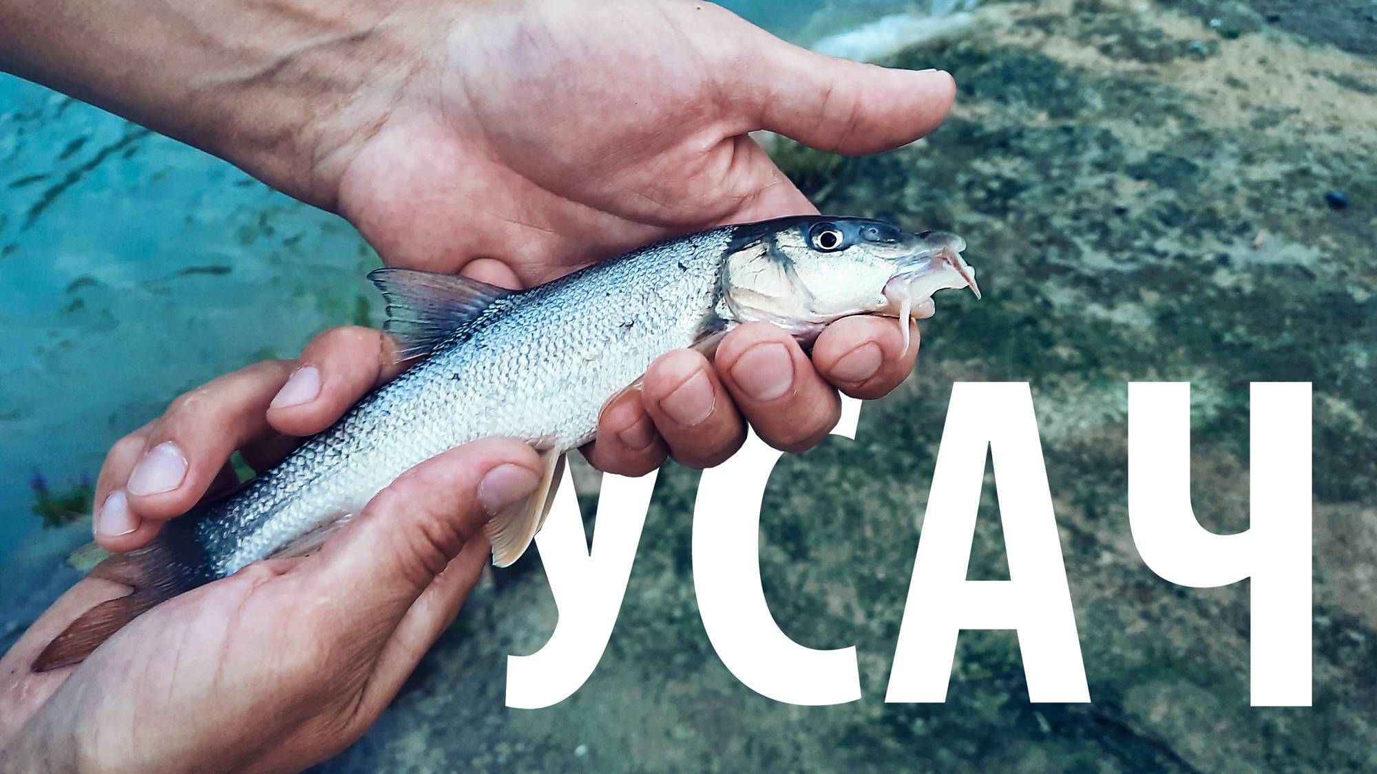 Рыбалка на горной реке. Удочка в полевых условиях. Ловля усача в Лазаревском, Сочи. смотреть онлайн