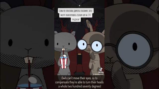 Natural Habitat Shorts на русском | Совы | ВалерьЯнка Project