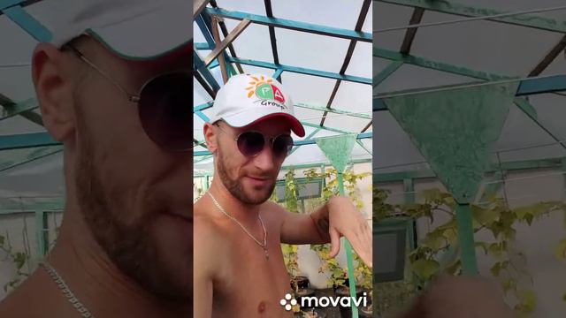 Болезни огурцов гидропоника аутдор