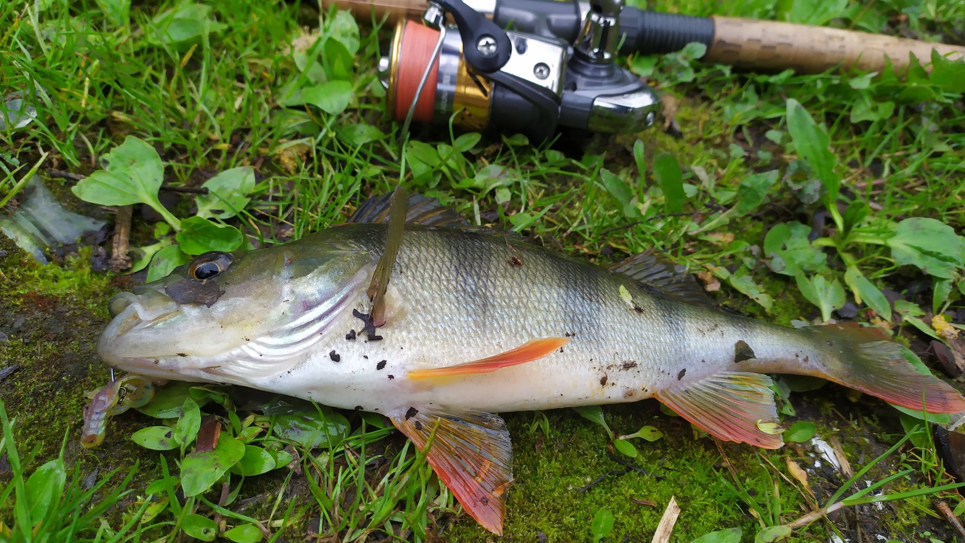 Ловля окуня на бомбарду (сбирулино) #рыбалка смотреть онлайн