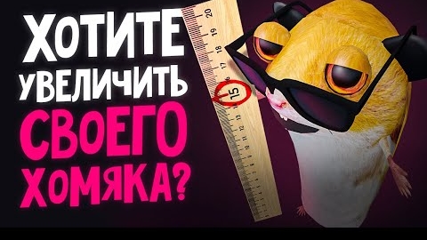 ХОМЯК МИША СТАЛ XXL | Второй СЕЗОН