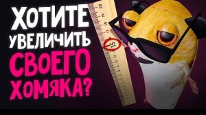ХОМЯК МИША СТАЛ XXL | Второй СЕЗОН