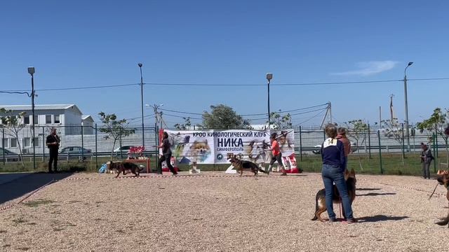 ЮНИОРЫ СУКИ / КЧК СИМФЕРОПОЛЬ 20 сентября`24 Е.Петрушина Монопородная выставка немецких овчарок