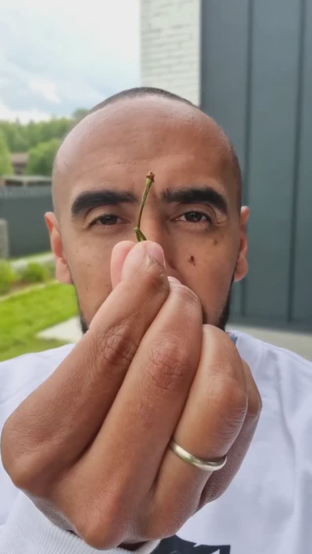 Как будет вишня и черешня на английском языке Фокус Shorts