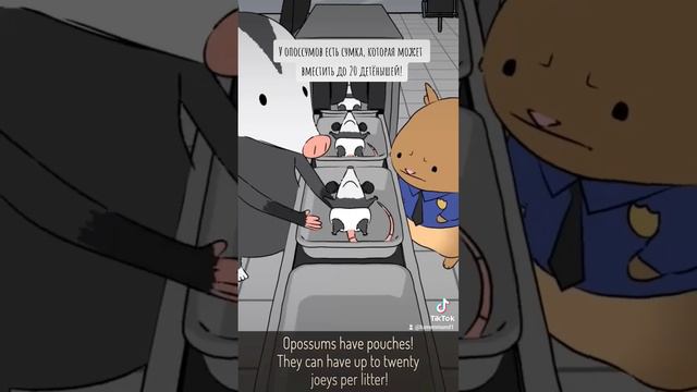 Natural Habitat Shorts на русском | Опоссумы | ВалерьЯнка Project