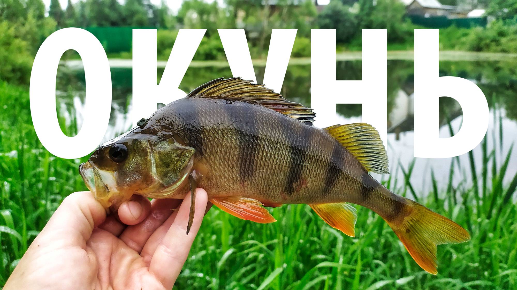 Долгожданная рыбалка. Окунь пойман! смотреть онлайн