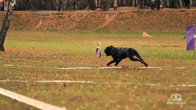 DOG PULLER Championship смотреть онлайн
