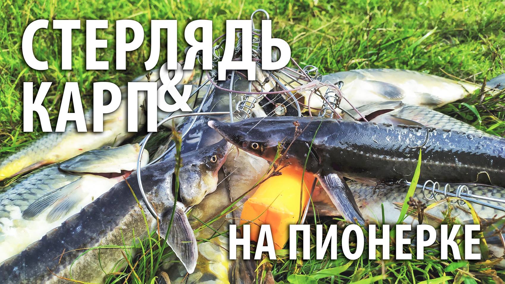 Рыба клюёт и ничего не боится! Стерлядь и карп на Пионерском пруду. Рыбалка на фидер. смотреть онлайн