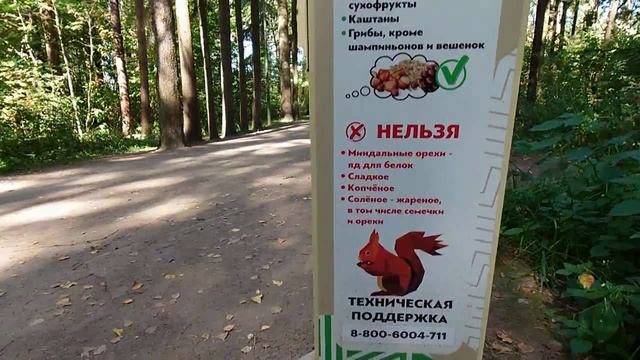 МАЛЕВИЧ В ЛЕСУ