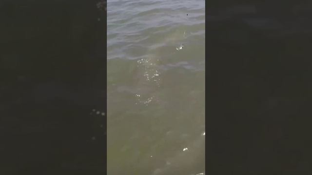 Рыбак - сама скромность! смотреть онлайн