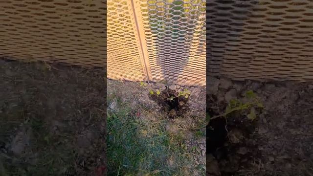 Посадила виноград, розу и можжевельник 17 сентября 24 г. #жизньвдеревне #цветы #роза #виноград