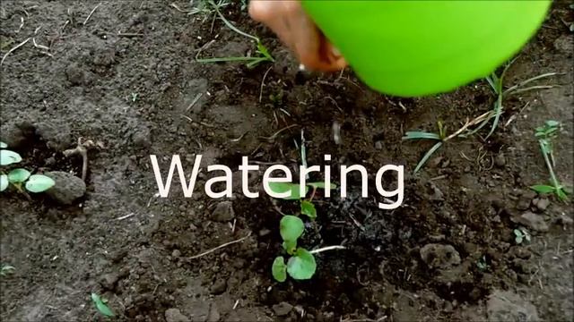 How to Plant an Okra смотреть онлайн