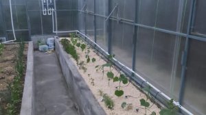 Капельный полив в теплице своими руками