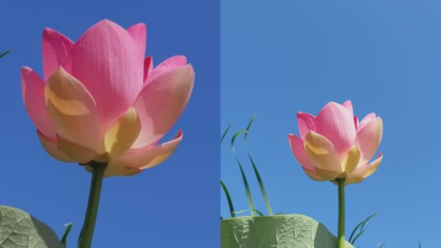 Экскурсия в  Долину  лотосов /Анапа - 2024