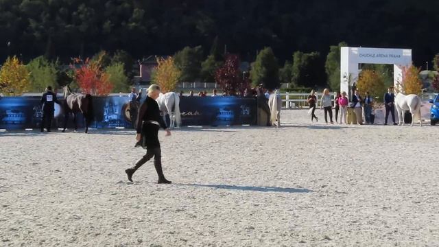 PRAGUE INTERCUP🐴 Arabian Horses 2020🐴 Evropský šampionát plnokrevných arabských koní v Praze Chuchl смотреть онлайн
