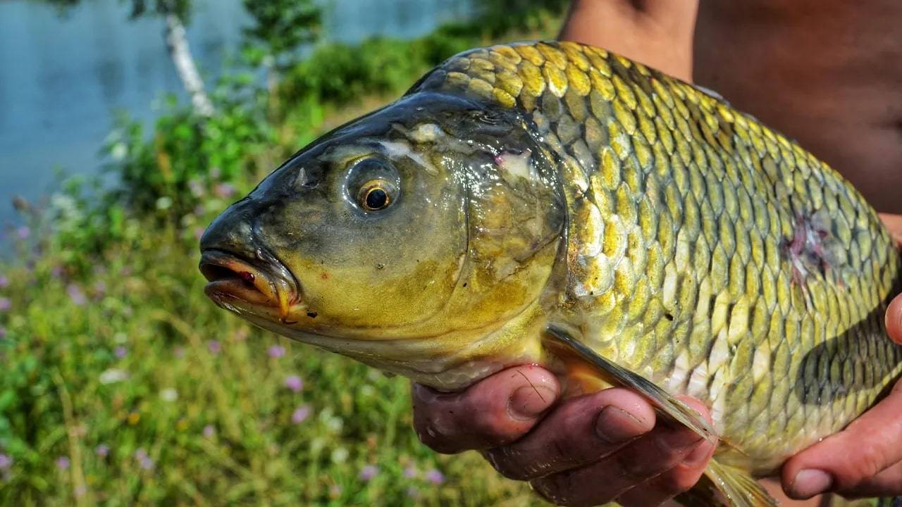 Трудовая вышла рыбалка, но свою рыбу поймал! Ловля карпа и стерлядки на фидер. смотреть онлайн