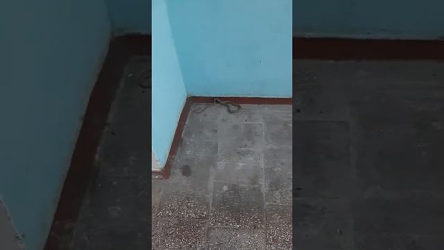 Змея на ГЭС