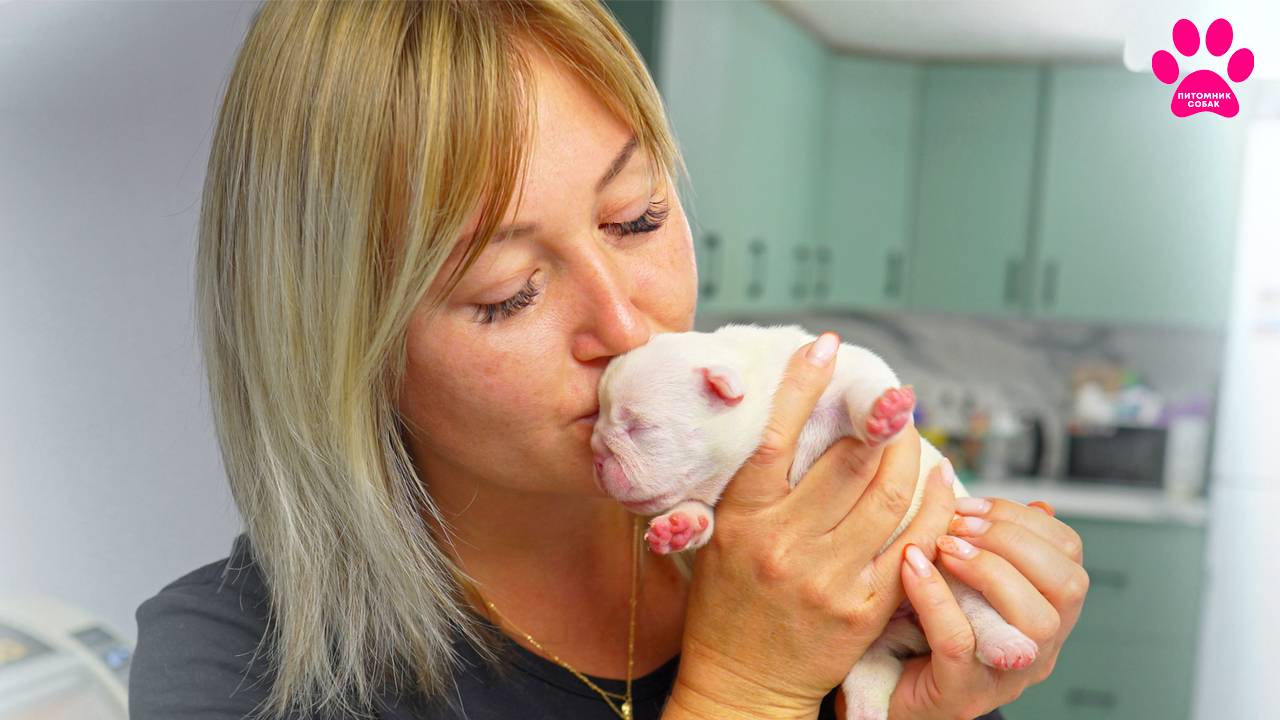 Здесь целуют щенков! смотреть онлайн