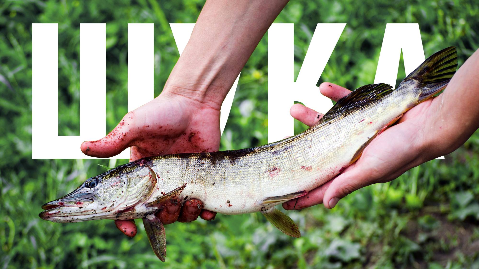 Пруды ещё живы! Ловля окуня и щуки в коряжнике. #рыбалка смотреть онлайн