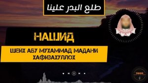 НАШИД طلع البدر علينا ШЕЙХ АБУ МУХАММАД МАДАНИ ХАФИЗАХУЛЛОХ