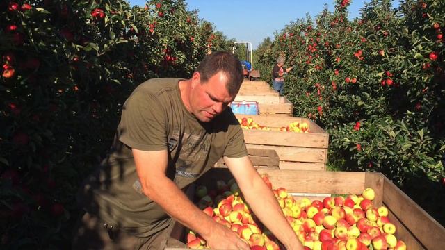 FRUITOOGST 2015 смотреть онлайн