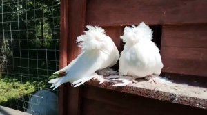 Птичий двор.